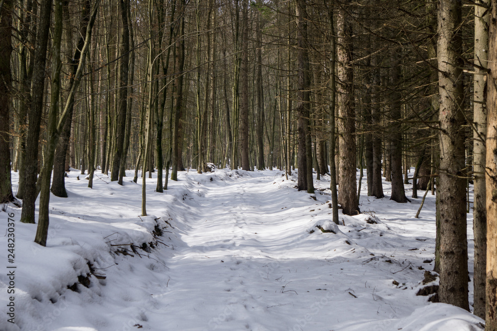 A forest road covered in snow in winter A forest road covered in snow in winter