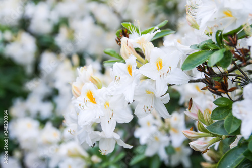 Beautiful Rhododendron flowers in spring park.