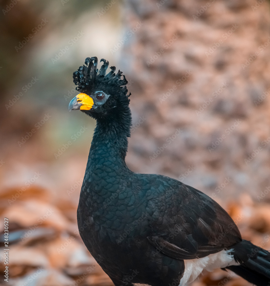 Bare faced Curassow, in a jungle environment, Pantanal Brazil Bare faced Curassow, in a jungle environment, Pantanal Brazil