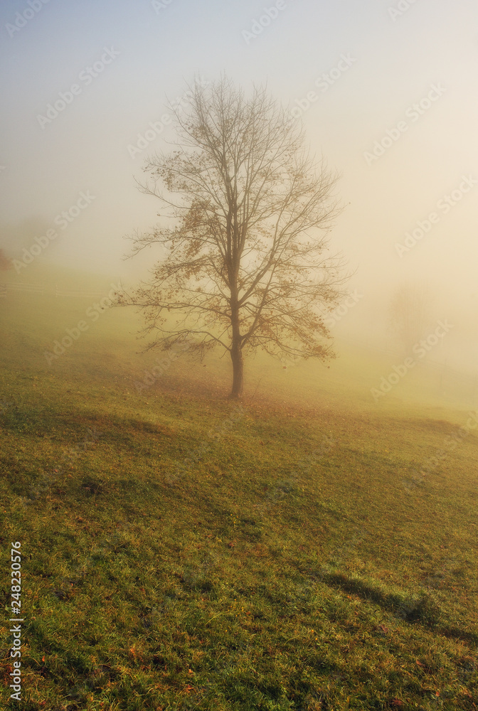 autumn tree. picturesque tree in the fog. foggy dawn