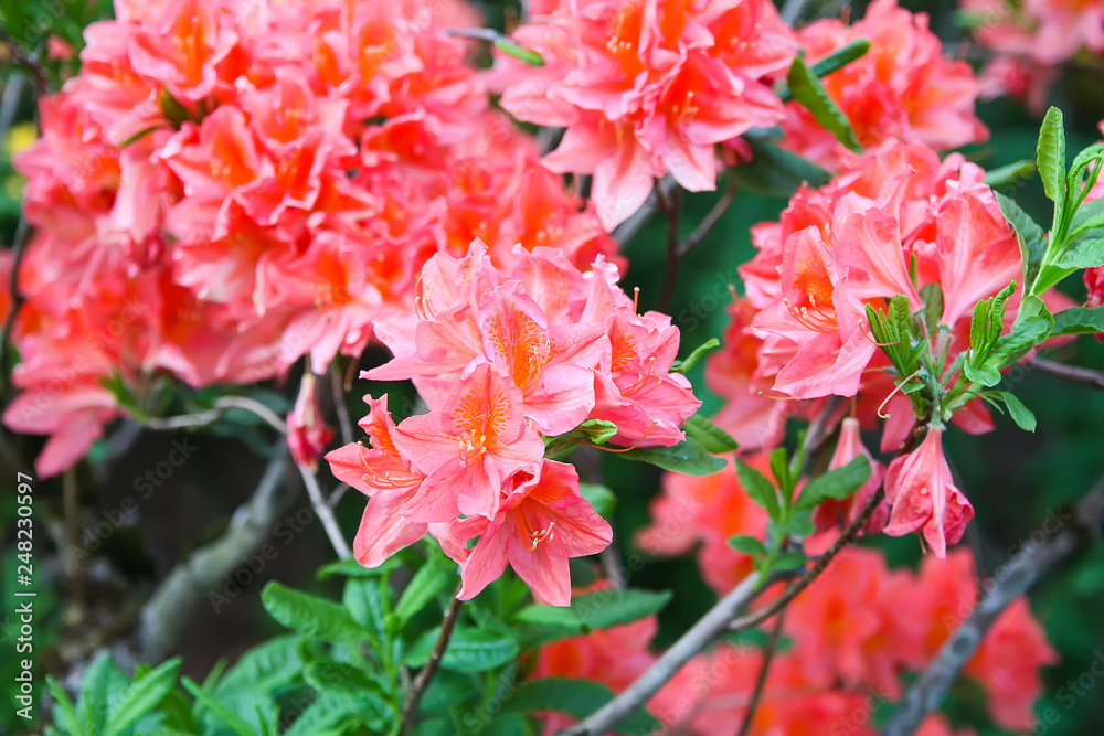Beautiful Rhododendron flowers in spring park. Beautiful Rhododendron flowers in spring park.