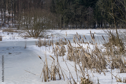 Fototapeta Naklejka Na Ścianę i Meble -  Reeds growing alongside a frozen pond