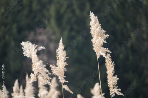 Close-up of reeds with forest in the background