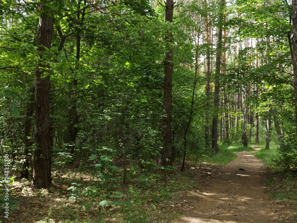 Obraz premium path in the forest