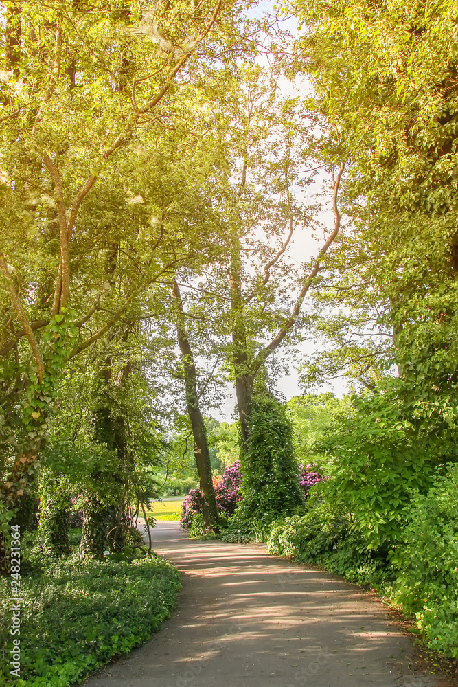 Fototapeta premium Green trees in sunset light in a park