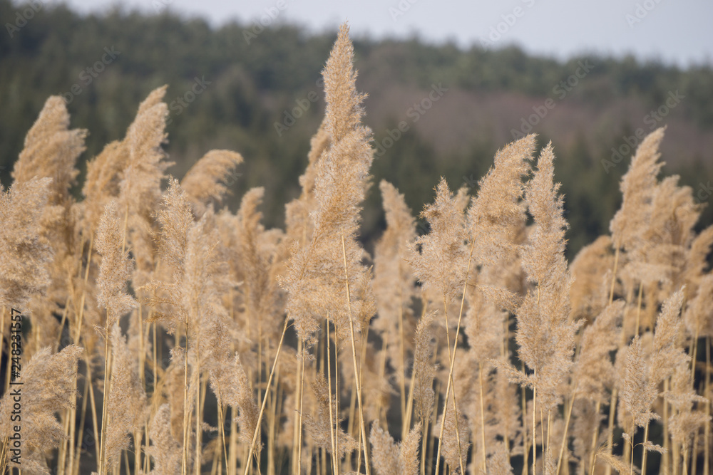 Fototapeta premium Reeds in winter