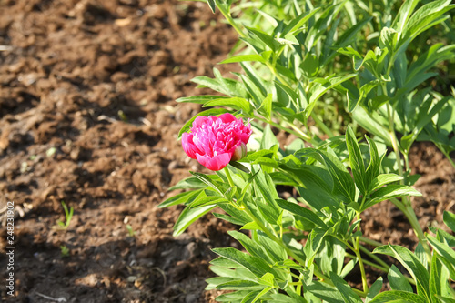 Wallpaper Mural Delicate pink peony flower in the garden. Torontodigital.ca