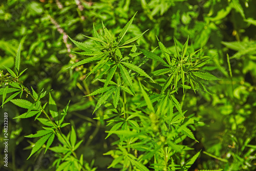 Green fresh marijuana leaves pattern