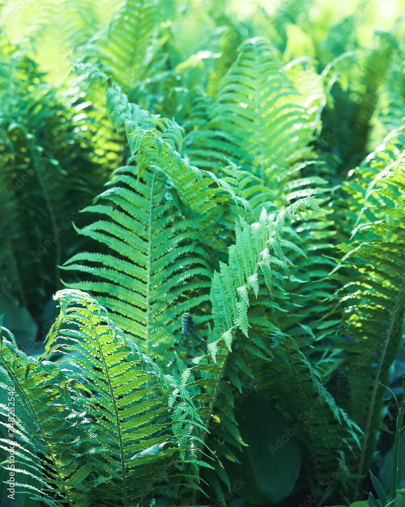 Beautiful fern leaves in spring park. Green foliage in sunny day. Nature background in sunlight.
