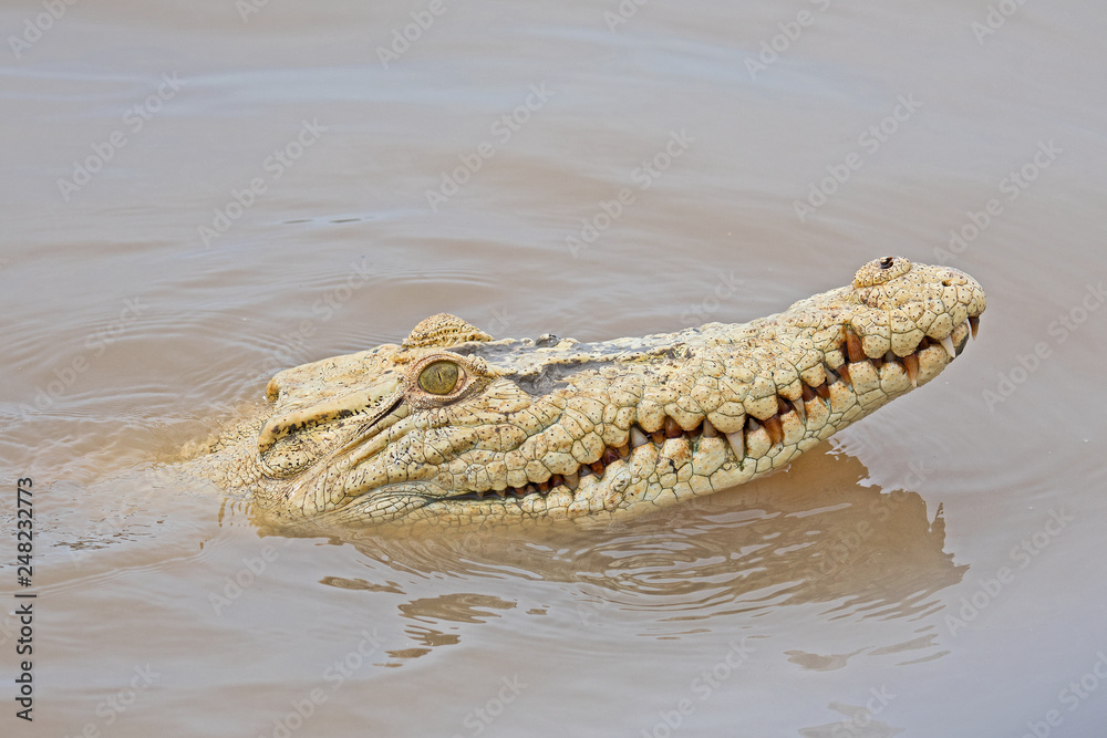 Obraz premium A very rare white saltwater crocodile, Crocodylus porosus, also known as the estuarine crocodile pokes her head out of the Adelaide River near Darwin.