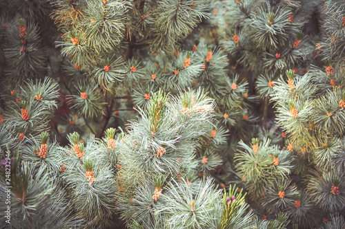 Green prickly branches of pine tree.