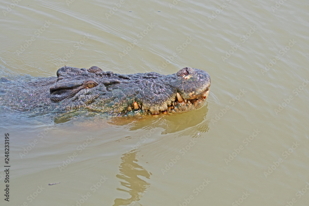 Obraz premium A large saltwater crocodile, Crocodylus porosus, also known as the estuarine crocodile, exudes power and menace as it cruises the Adelaide River near Darwin in Australias Northern Territories.