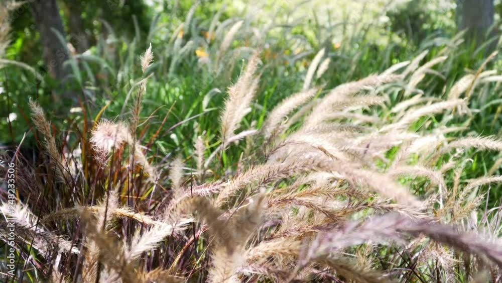 4k. Summertime Background of Fountain Grass Moved by wind and Lit by Sun. 4k. Summertime Background of Fountain Grass Moved by wind and Lit by Sun.