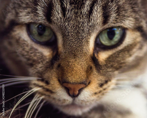 Tabby Cat Portrait