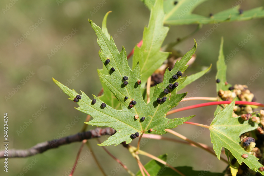 Black galls caused by maple bladder-gall mite or Vasates quadripedes on Silver Maple (Acer saccharinum) leaf Black galls caused by maple bladder-gall mite or Vasates quadripedes on Silver Maple (Acer saccharinum) leaf