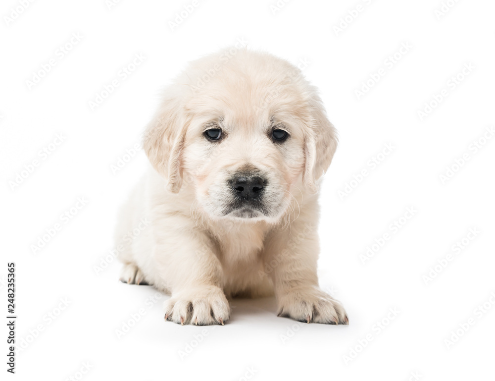 Golden retriever puppy sitting isolated Golden retriever puppy sitting isolated