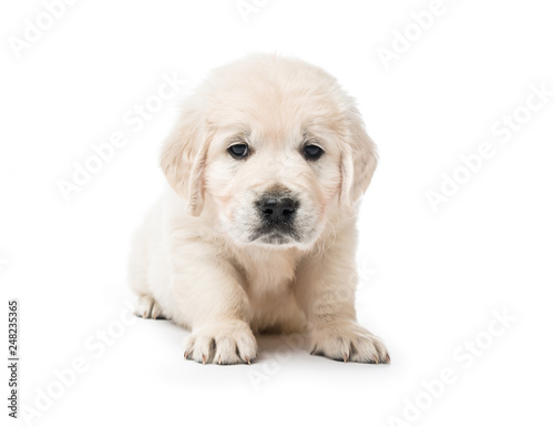 Golden retriever puppy sitting isolated