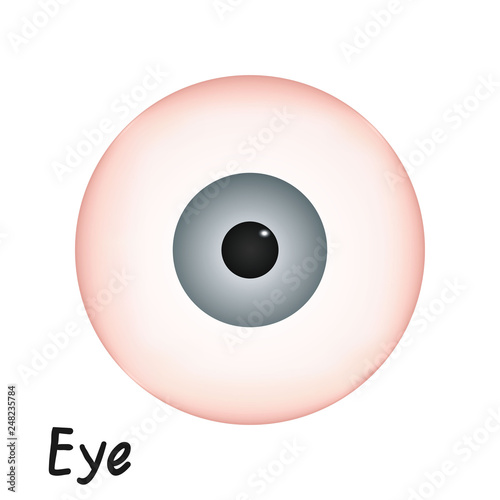 Human Eye Anatomy Vector Illustration on White Background