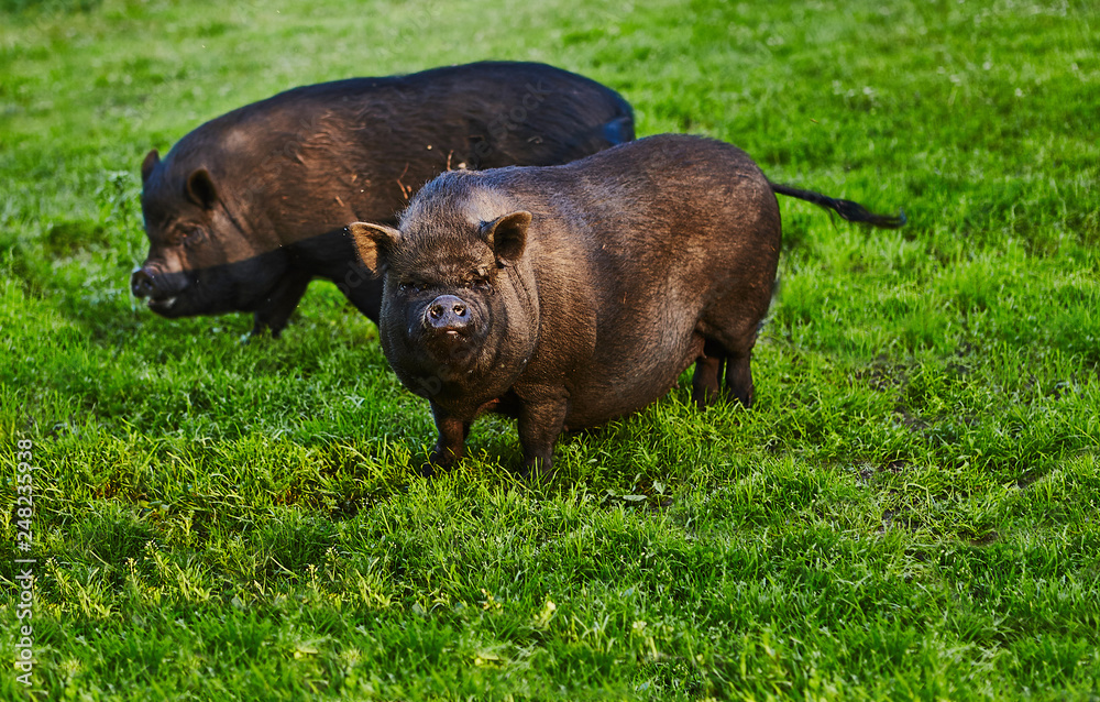 Cute fat pot-bellied pigs on free meadow of private farm Cute fat pot-bellied pigs on free meadow of private farm