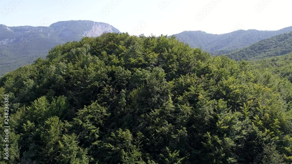 aerial landscape nature forest summer aerial landscape nature forest summer