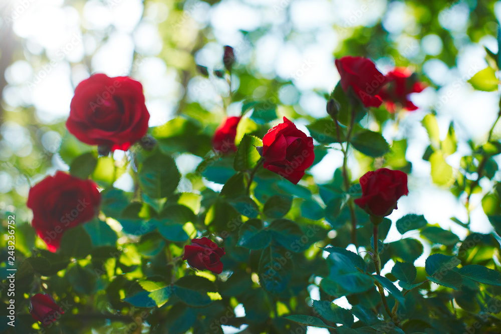 Small roses in garden Small roses in garden