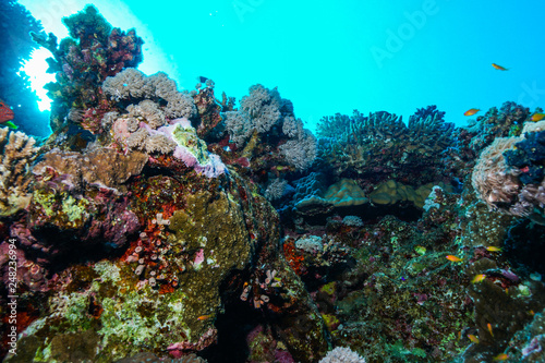 Coral reefs of the Red Sea, Egypt © Mina Ryad