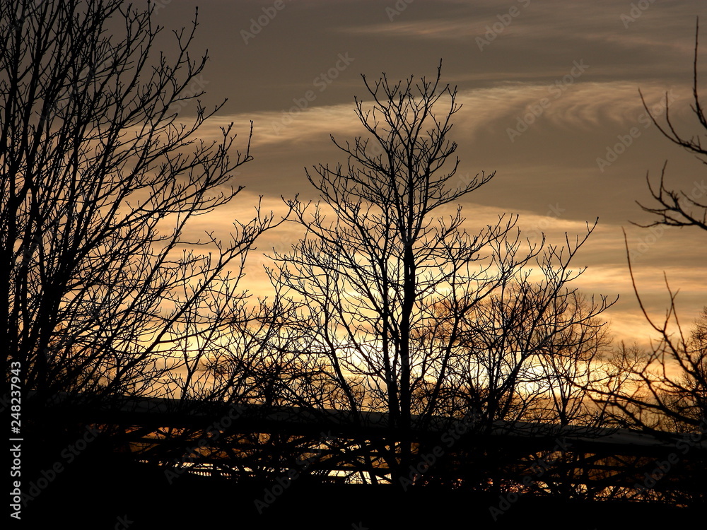 Schöner rötlicher Sonnenuntergang mit einem Baum ohne Blätter Schöner rötlicher Sonnenuntergang mit einem Baum ohne Blätter