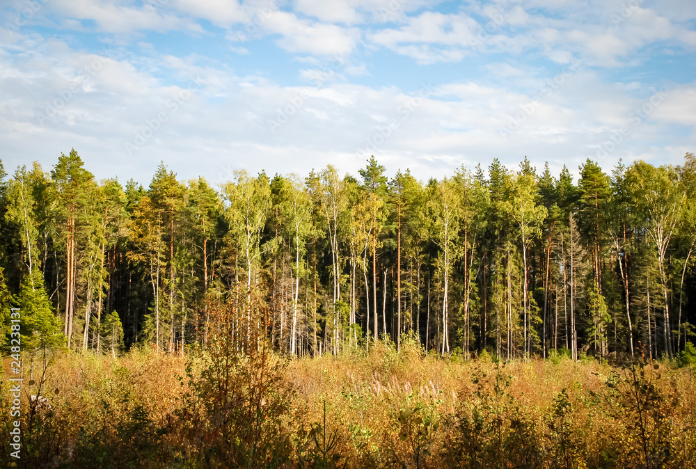 Fototapeta premium Beautiful green forest picture with a trees