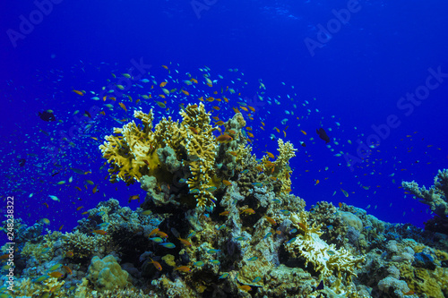 Fototapeta Naklejka Na Ścianę i Meble -  Coral reefs of the Red Sea, Egypt