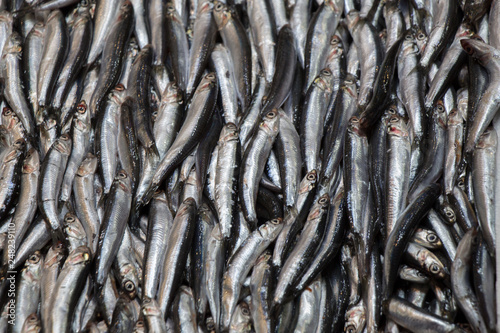 Fresh for sale at fish market