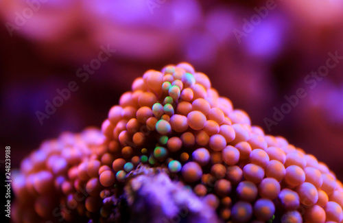 Ricordea mushroom soft coral in reef aquarium