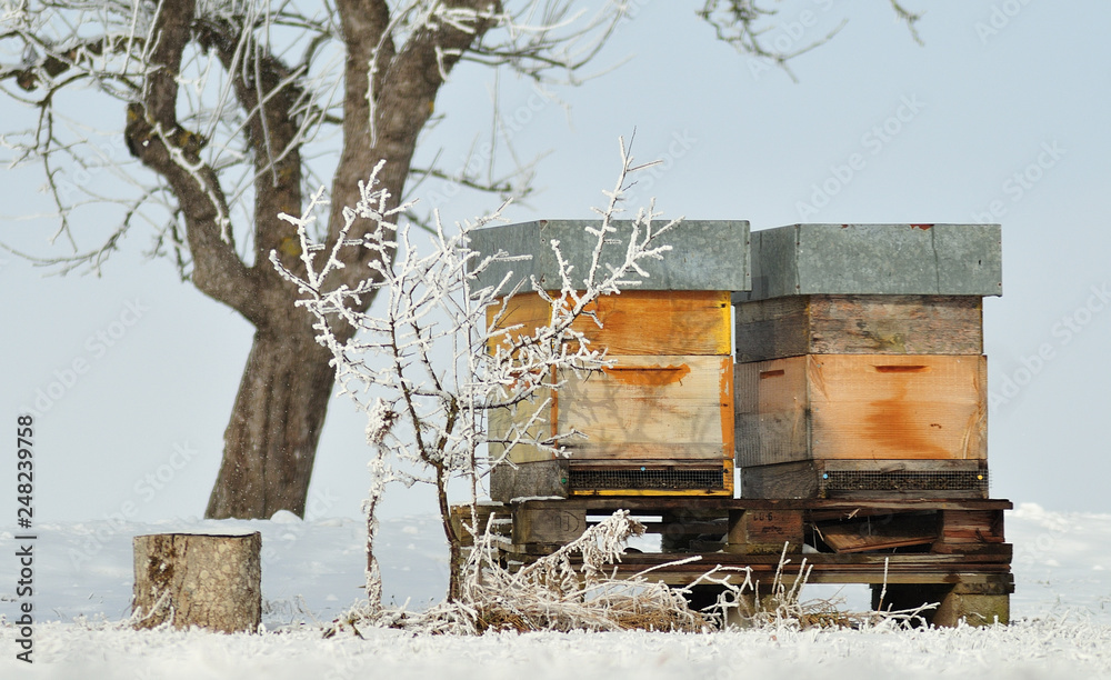 bee hives in snowy orchard