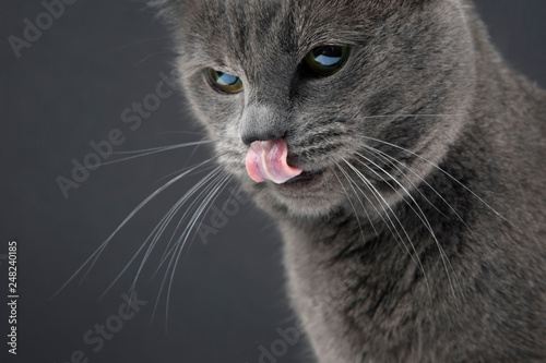 Studio portrait of a gray cat with tongue hanging out