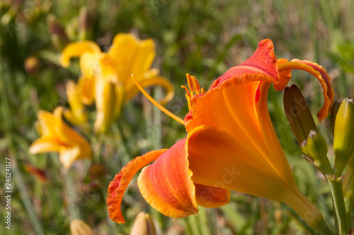 orange lily with yellow