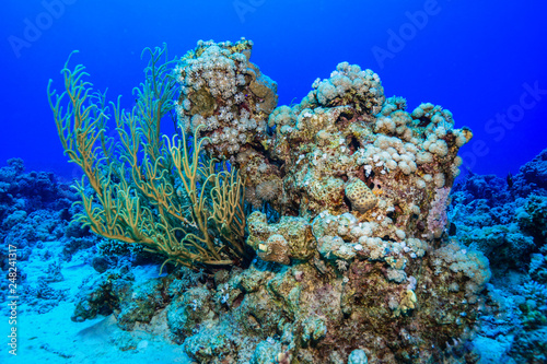 Coral reefs of the Red Sea, Egypt