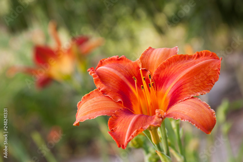 orange daylily © fgsmiles