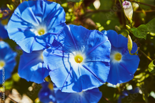Blue flowers of convolvulus at garden