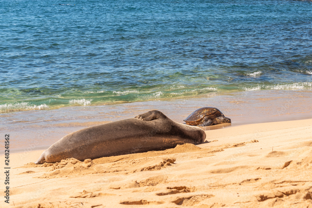 Fototapeta premium Turtle and monk seal on beautiful tropical beach