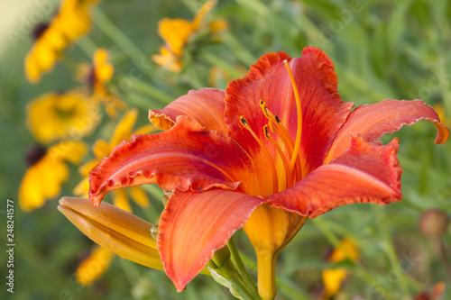 orange daylily rudbeckia © fgsmiles