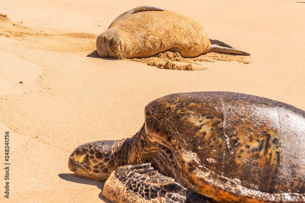 Obraz premium Green sea turtle and Hawaiian monk seal resting on beach 