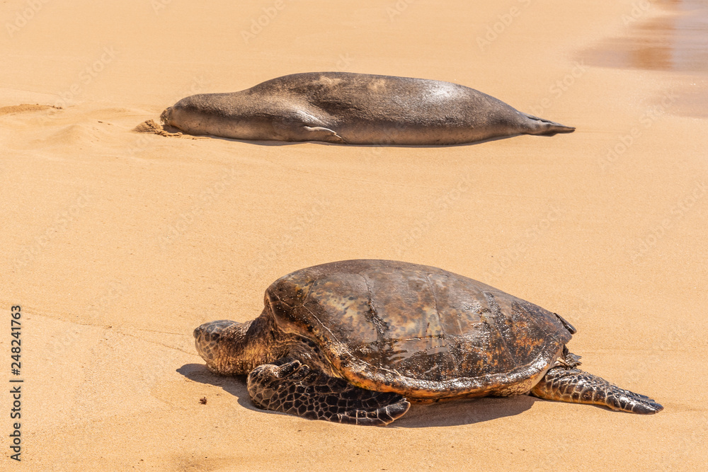 Green sea turtle and Hawaiian monk seal resting on beach 