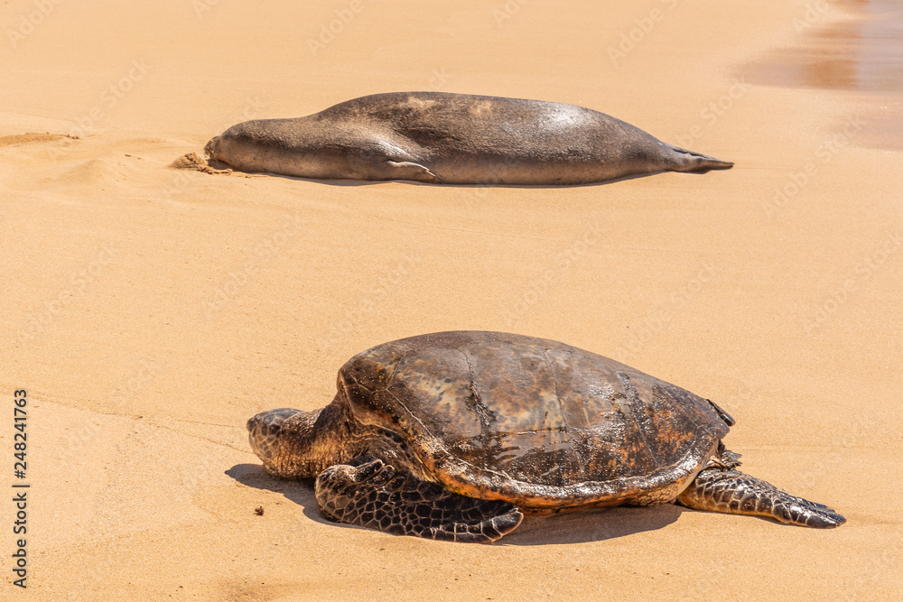 Obraz premium Green sea turtle and Hawaiian monk seal resting on beach 
