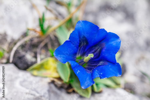 Clusius gentian blue flower in closeup view, growing in a natural environment.