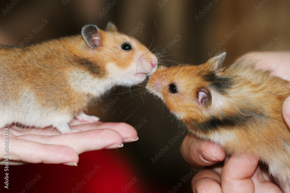 Two hamsters like each other cute romantic moment Two hamsters like each other cute romantic moment