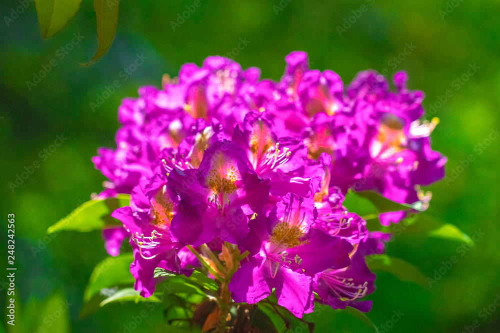 Purple rhododendron flowers in a garden at a close-up view. Purple rhododendron flowers in a garden at a close-up view.