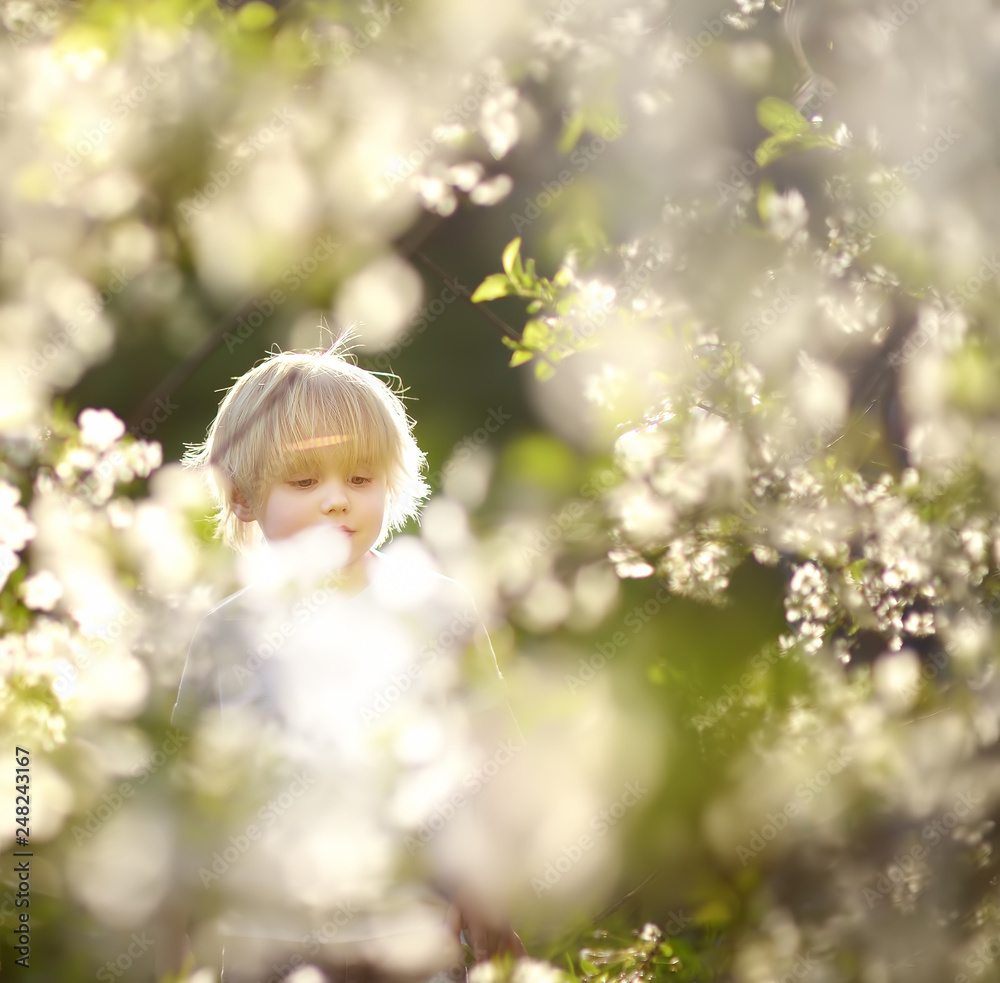 Cute little boy walking in blooming spring Park. Cute little boy walking in blooming spring Park.