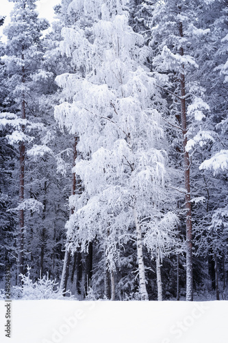 Fototapeta Naklejka Na Ścianę i Meble -  ośnieżone brzozy