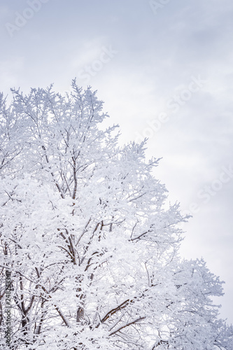 Fototapeta Naklejka Na Ścianę i Meble -  ośnieżone brzozy