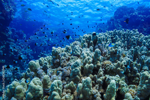 Coral reefs of the Red Sea, Egypt