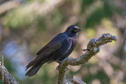 American crow on branch © Gerald